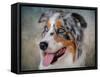 Blue Merle Australian Shepherd Portrait-Jai Johnson-Framed Stretched Canvas