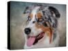 Blue Merle Australian Shepherd Portrait-Jai Johnson-Stretched Canvas