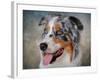 Blue Merle Australian Shepherd Portrait-Jai Johnson-Framed Giclee Print