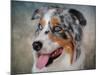 Blue Merle Australian Shepherd Portrait-Jai Johnson-Mounted Giclee Print