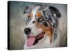 Blue Merle Australian Shepherd Portrait-Jai Johnson-Stretched Canvas