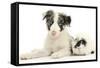 Blue Merle Border Collie Puppy, 9 Weeks, with Black and White Guinea Pig-Mark Taylor-Framed Stretched Canvas