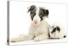 Blue Merle Border Collie Puppy, 9 Weeks, with Black and White Guinea Pig-Mark Taylor-Stretched Canvas