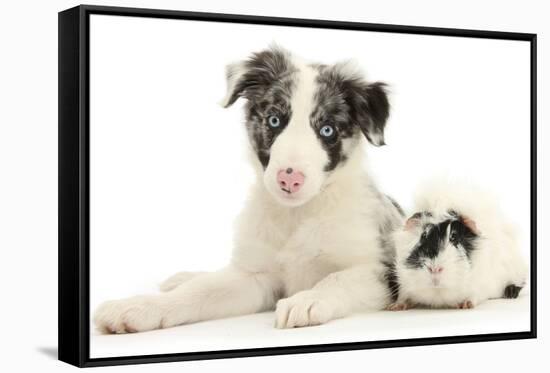 Blue Merle Border Collie Puppy, 9 Weeks, with Black and White Guinea Pig-Mark Taylor-Framed Stretched Canvas