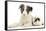 Blue Merle Border Collie Puppy, 9 Weeks, with Black and White Guinea Pig-Mark Taylor-Framed Stretched Canvas