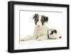 Blue Merle Border Collie Puppy, 9 Weeks, with Black and White Guinea Pig-Mark Taylor-Framed Photographic Print