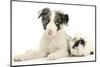 Blue Merle Border Collie Puppy, 9 Weeks, with Black and White Guinea Pig-Mark Taylor-Mounted Photographic Print