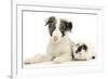 Blue Merle Border Collie Puppy, 9 Weeks, with Black and White Guinea Pig-Mark Taylor-Framed Photographic Print