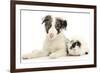 Blue Merle Border Collie Puppy, 9 Weeks, with Black and White Guinea Pig-Mark Taylor-Framed Photographic Print