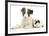 Blue Merle Border Collie Puppy, 9 Weeks, with Black and White Guinea Pig-Mark Taylor-Framed Photographic Print