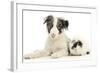 Blue Merle Border Collie Puppy, 9 Weeks, with Black and White Guinea Pig-Mark Taylor-Framed Photographic Print