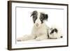 Blue Merle Border Collie Puppy, 9 Weeks, with Black and White Guinea Pig-Mark Taylor-Framed Photographic Print