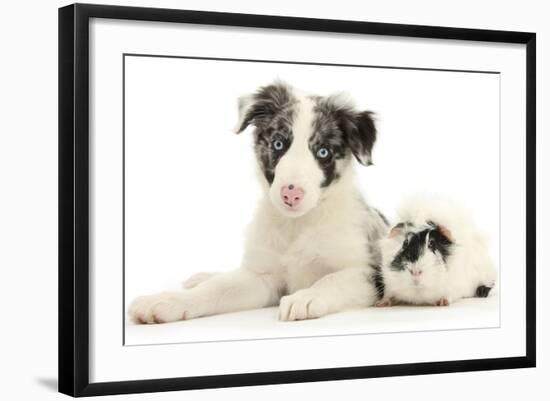 Blue Merle Border Collie Puppy, 9 Weeks, with Black and White Guinea Pig-Mark Taylor-Framed Photographic Print