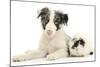 Blue Merle Border Collie Puppy, 9 Weeks, with Black and White Guinea Pig-Mark Taylor-Mounted Photographic Print