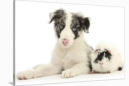 Blue Merle Border Collie Puppy, 9 Weeks, with Black and White Guinea Pig-Mark Taylor-Stretched Canvas