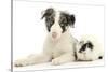 Blue Merle Border Collie Puppy, 9 Weeks, with Black and White Guinea Pig-Mark Taylor-Stretched Canvas