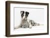 Blue Merle Border Collie Puppy, and Silver Baby Rabbit-Mark Taylor-Framed Photographic Print