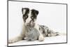 Blue Merle Border Collie Puppy, and Silver Baby Rabbit-Mark Taylor-Mounted Photographic Print