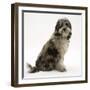 Blue Merle Codoodle Bitch (Collie X Poodle), Kizzy, Sitting-Mark Taylor-Framed Photographic Print