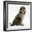 Blue Merle Codoodle Bitch (Collie X Poodle), Kizzy, Sitting-Mark Taylor-Framed Photographic Print