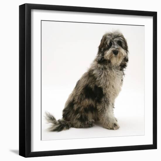 Blue Merle Codoodle Bitch (Collie X Poodle), Kizzy, Sitting-Mark Taylor-Framed Photographic Print