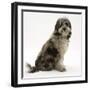 Blue Merle Codoodle Bitch (Collie X Poodle), Kizzy, Sitting-Mark Taylor-Framed Photographic Print