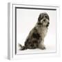Blue Merle Codoodle Bitch (Collie X Poodle), Kizzy, Sitting-Mark Taylor-Framed Photographic Print