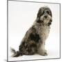 Blue Merle Codoodle Bitch (Collie X Poodle), Kizzy, Sitting-Mark Taylor-Mounted Photographic Print