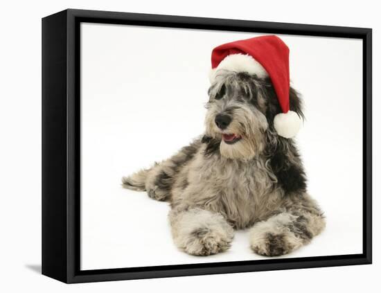 Blue Merle Codoodle Bitch (Collie X Poodle), Kizzy, Wearing a Father Christmas Hat-Mark Taylor-Framed Stretched Canvas