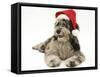 Blue Merle Codoodle Bitch (Collie X Poodle), Kizzy, Wearing a Father Christmas Hat-Mark Taylor-Framed Stretched Canvas