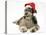 Blue Merle Codoodle Bitch (Collie X Poodle), Kizzy, Wearing a Father Christmas Hat-Mark Taylor-Stretched Canvas