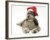 Blue Merle Codoodle Bitch (Collie X Poodle), Kizzy, Wearing a Father Christmas Hat-Mark Taylor-Framed Photographic Print