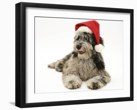 Blue Merle Codoodle Bitch (Collie X Poodle), Kizzy, Wearing a Father Christmas Hat-Mark Taylor-Framed Photographic Print