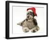 Blue Merle Codoodle Bitch (Collie X Poodle), Kizzy, Wearing a Father Christmas Hat-Mark Taylor-Framed Photographic Print