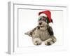 Blue Merle Codoodle Bitch (Collie X Poodle), Kizzy, Wearing a Father Christmas Hat-Mark Taylor-Framed Photographic Print