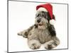 Blue Merle Codoodle Bitch (Collie X Poodle), Kizzy, Wearing a Father Christmas Hat-Mark Taylor-Mounted Photographic Print