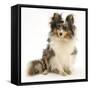 Blue Merle Shetland Sheepdog (Sheltie) Bitch, Sapphire, Sitting-Mark Taylor-Framed Stretched Canvas