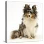 Blue Merle Shetland Sheepdog (Sheltie) Bitch, Sapphire, Sitting-Mark Taylor-Stretched Canvas