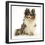 Blue Merle Shetland Sheepdog (Sheltie) Bitch, Sapphire, Sitting-Mark Taylor-Framed Photographic Print