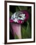 Blue milk frog on a flower-Maresa Pryor-Framed Photographic Print