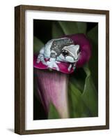 Blue milk frog on a flower-Maresa Pryor-Framed Photographic Print