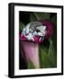 Blue milk frog on a flower-Maresa Pryor-Framed Photographic Print