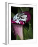 Blue milk frog on a flower-Maresa Pryor-Framed Photographic Print