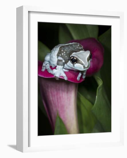 Blue milk frog on a flower-Maresa Pryor-Framed Photographic Print