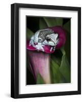 Blue milk frog on a flower-Maresa Pryor-Framed Photographic Print