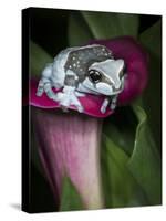 Blue milk frog on a flower-Maresa Pryor-Stretched Canvas