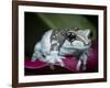 Blue milk frog on a flower-Maresa Pryor-Framed Photographic Print