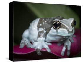 Blue milk frog on a flower-Maresa Pryor-Stretched Canvas