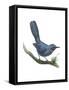 Blue Mockingbird (Melanotis Caerulescens), Birds-Encyclopaedia Britannica-Framed Stretched Canvas
