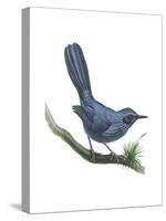 Blue Mockingbird (Melanotis Caerulescens), Birds-Encyclopaedia Britannica-Stretched Canvas